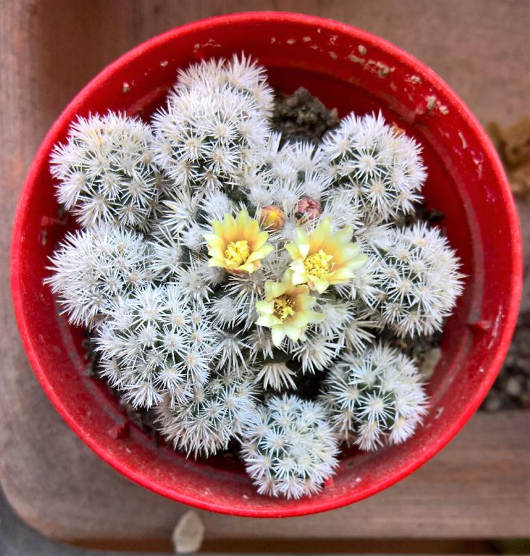 Mammillaria_gracilis_Arizona_snow_fior._Apr._17.jpg